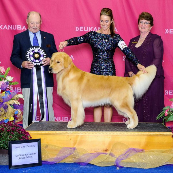 Conformation Royal River Retrievers Golden Retriever Puppies In Maine And New England