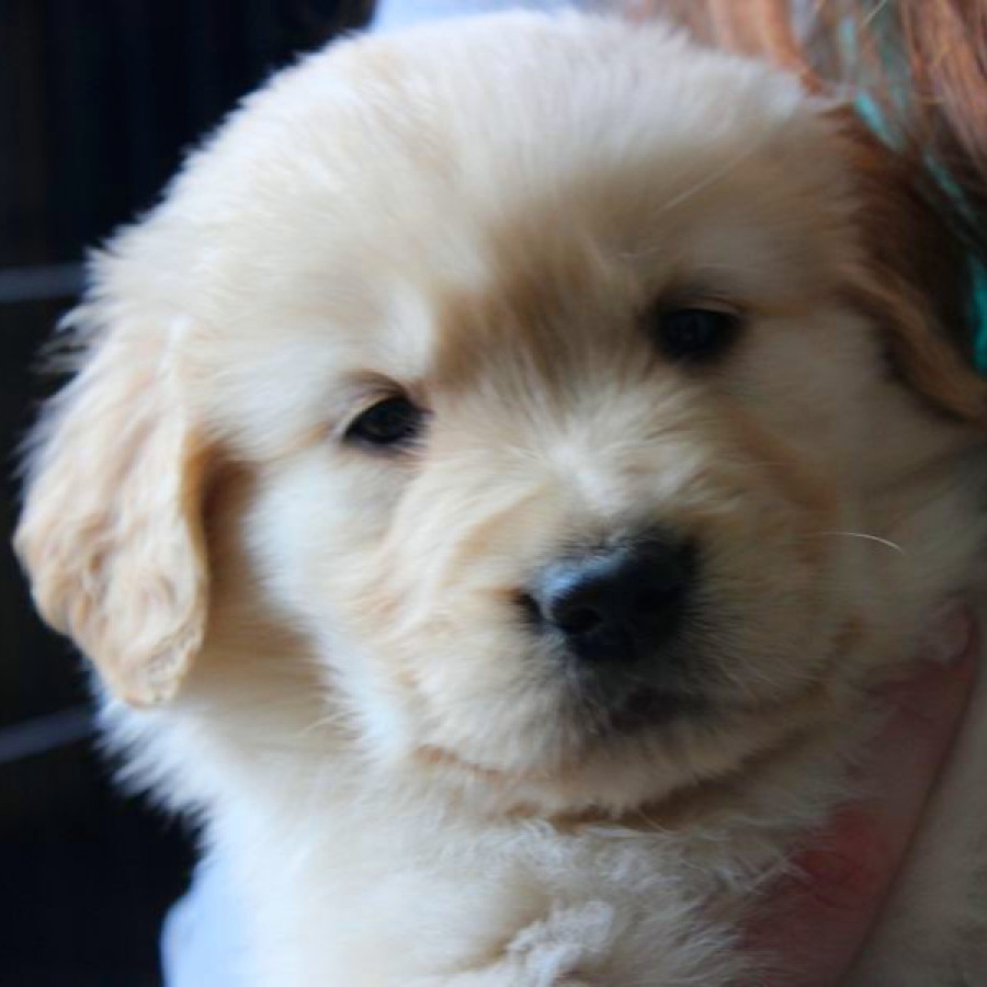 Golden Retriever Puppies in Maine and 