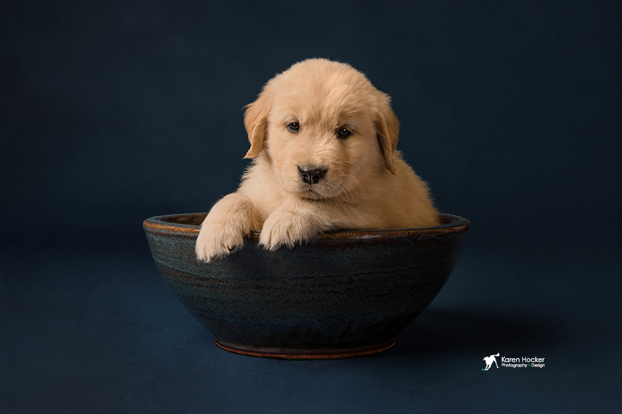 Puppy Prices Policy Royal River Retrievers Golden Retriever Puppies In Maine And New England