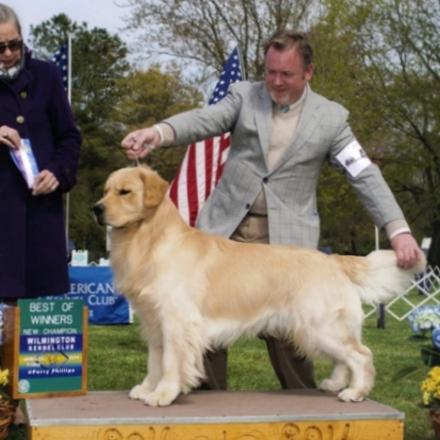 Golden Retriever Puppies in Maine and 