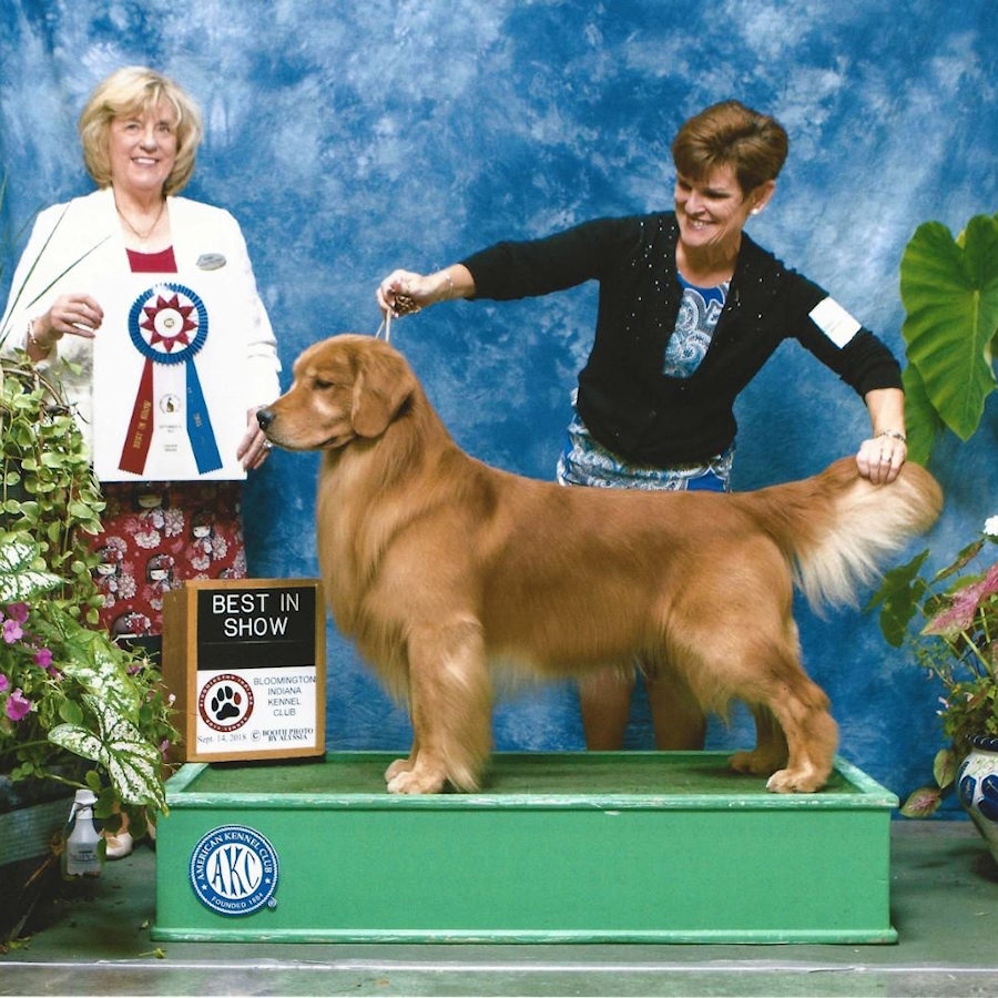Conformation Royal River Retrievers Golden Retriever Puppies In Maine And New England